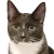 Our Cat Sedona Profile Pic